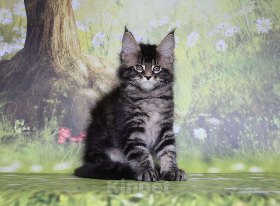 Кошки в Екатеринбурге: Котёнок мейн-кун Сириус Мальчик Мальчик, 45 000 руб. - фото 6