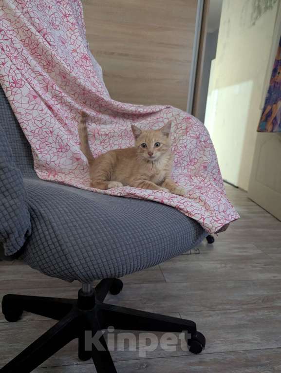 Кошки в Курчатове: Отдам в хорошие руки чудесного мальчика Мальчик, Бесплатно - фото 4