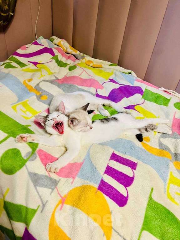 Кошки в Москве: Очаровательный брат с сестричкой в возрасте 4х месяц ищут дом. Мальчик, Бесплатно - фото 5