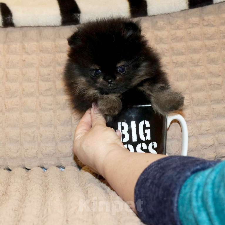 Собаки в Москве: Крошка шпиц. Бэби-Фэйс 👍 Мальчик, 75 000 руб. - фото 5