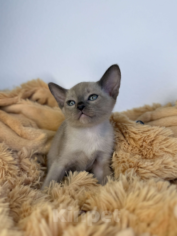 Кошки в Москве: Шоколадный Бурманский мальчик Мальчик, 60 000 руб. - фото 2
