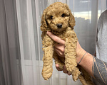 Собаки в Краснодаре: Щенки карликового пуделя Мальчик, 40 000 руб. - фото 6