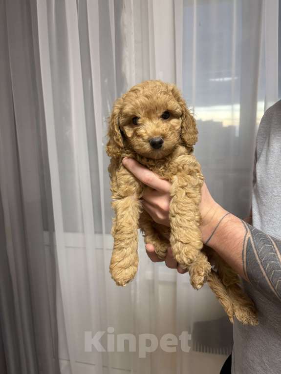 Собаки в Краснодаре: Щенки карликового пуделя Мальчик, 40 000 руб. - фото 6