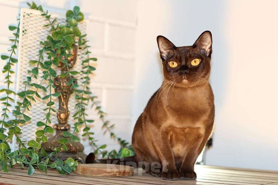 Кошки в Москве: Бурма котята из питомника Девочка, 90 000 руб. - фото 3