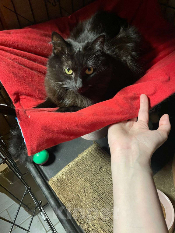 Кошки в Москве: Кошка Тучка 3 года живёт в клетке приюта Девочка, Бесплатно - фото 4