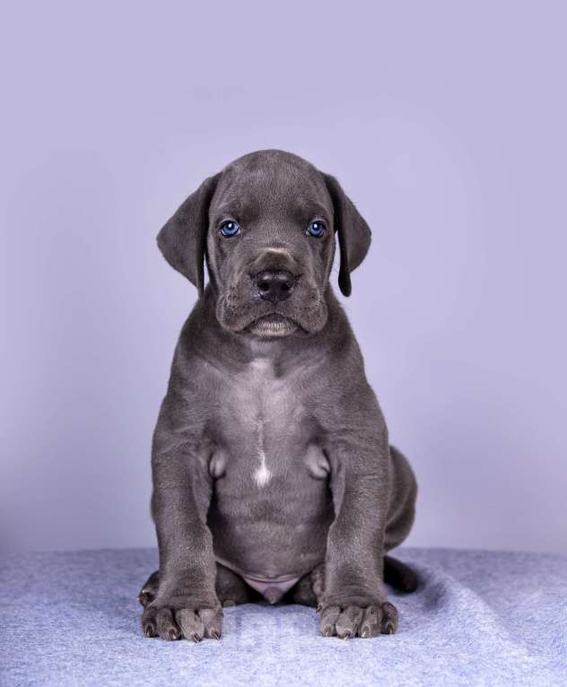 Собаки в Нижнем Новгороде: Немецкий Дог Чемпион Моего Сердца (Голубая лента) Мальчик, 100 000 руб. - фото 4