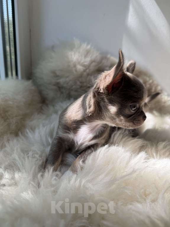 Собаки в Самаре: Мия Девочка, 40 000 руб. - фото 3