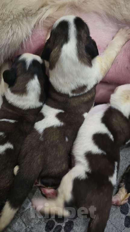 Собаки в Перми: Щенки длинношерстного сенбернара  Девочка, 60 000 руб. - фото 2