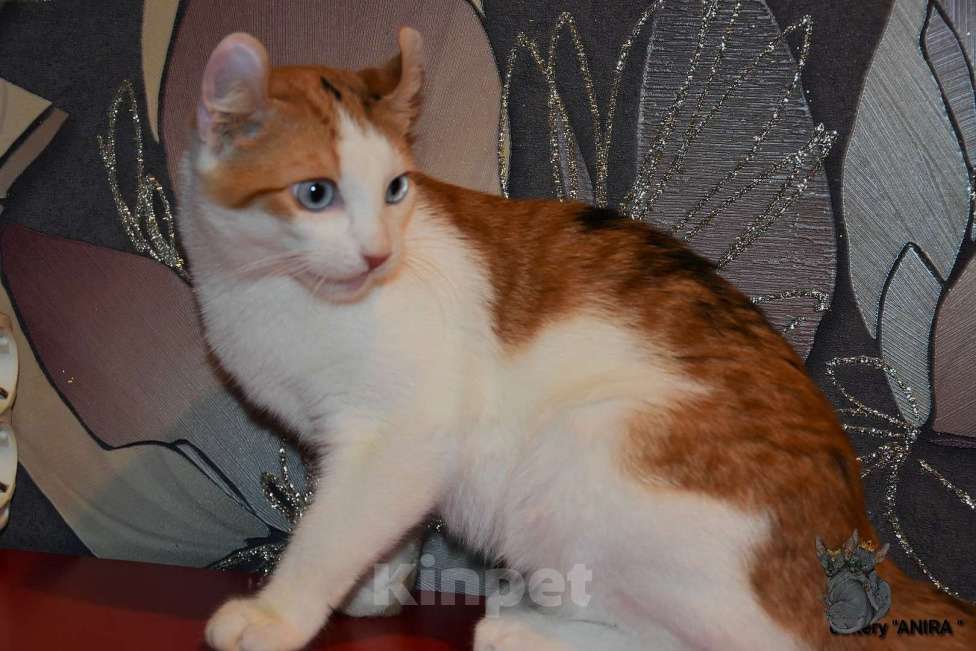 Кошки в Люберцах: Девочка DBE Девочка, Бесплатно - фото 4