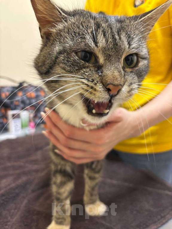 Кошки в Электростали: Потерян, но не сломлен! Котик ищет дом.  Мальчик, Бесплатно - фото 3