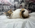 Кошки в Москве: Трехцветный котенок Бетти в добрые руки Девочка, 1 руб. - фото 5
