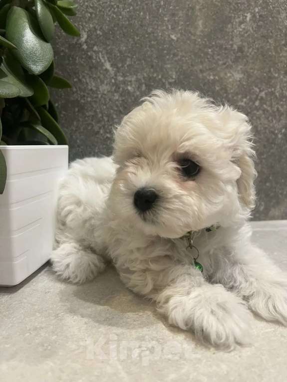 Собаки в других городах Ленинградской области: Мальтипу F1 Мальчик, 99 000 руб. - фото 1