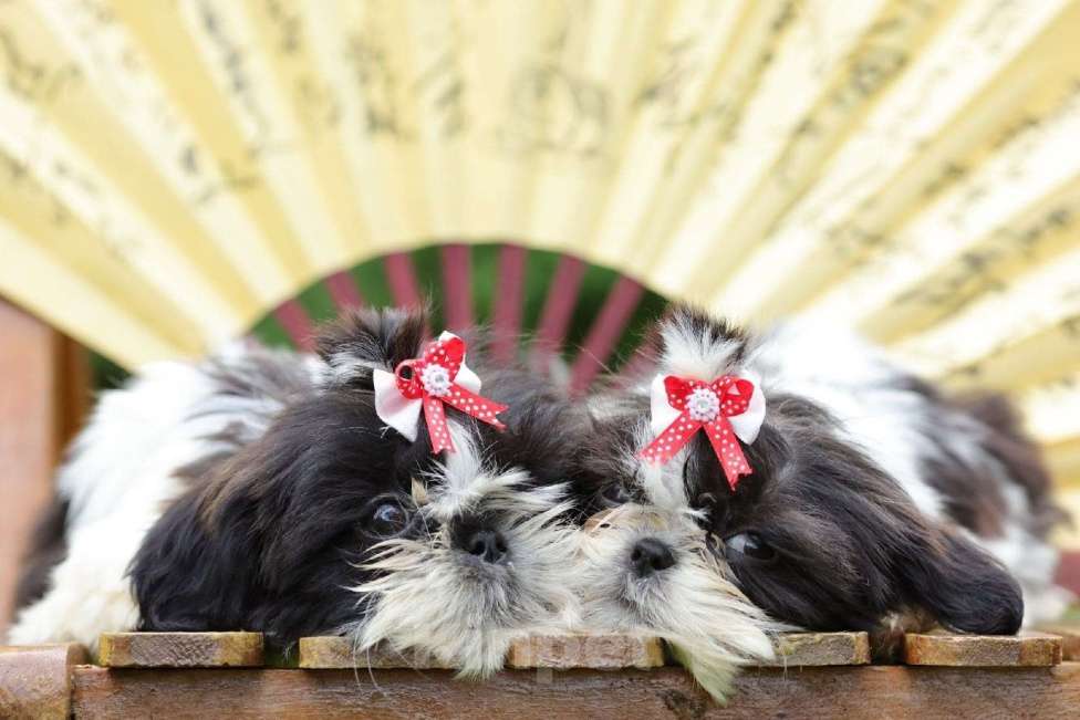 Собаки в Санкт-Петербурге: Ши-тцу щенки Девочки в черно-белом и черном  oкpасе. (взрoслый вeс 5,5-6 кг)  ️Готовы к переезду!    Девочка, 35 000 руб. - фото 1