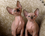 Кошки в Серове: Котята канадского сфинкса , 35 000 руб. - фото 1