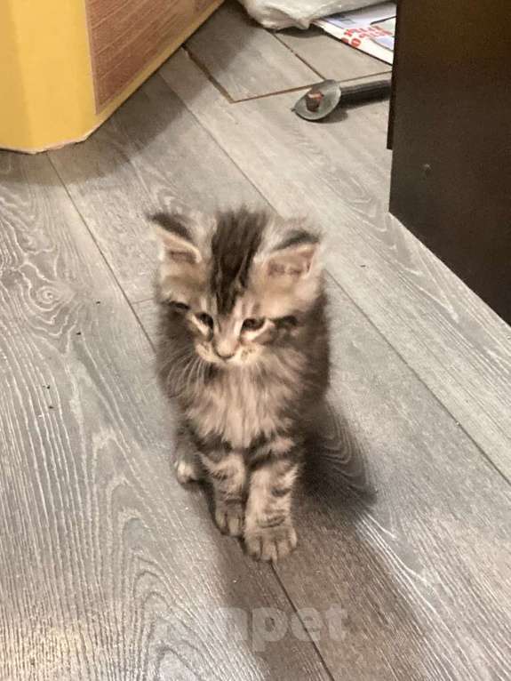 Кошки в Кемерово: Котенок мальчик Мальчик, 15 000 руб. - фото 3