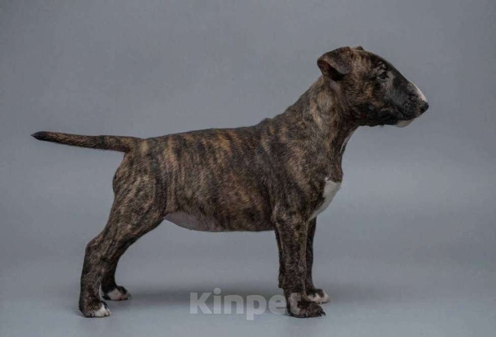 Собаки в Москве: Бультерьер стандартный, щенок Девочка, Бесплатно - фото 1