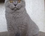 Кошки в Москве: Британский короткошерстный котик Мальчик, 40 000 руб. - фото 2