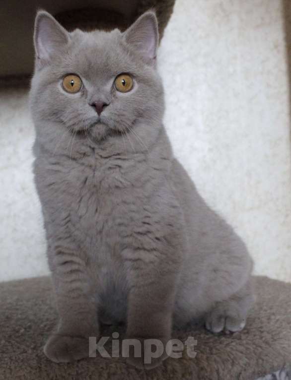 Кошки в Москве: Британский короткошерстный котик Мальчик, 40 000 руб. - фото 2