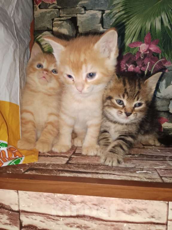 Кошки в Москве: Котята в добрые руки Мальчик, Бесплатно - фото 7