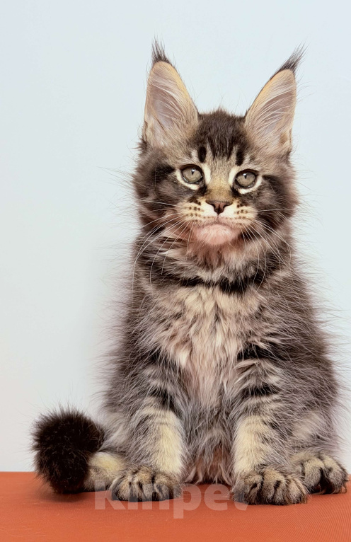 Кошки в других городах Московской области: Эффектная кокетка Девочка, 30 000 руб. - фото 4