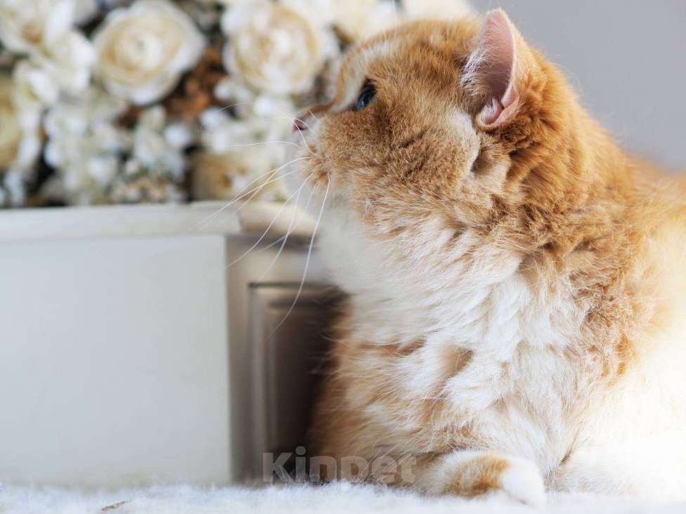 Кошки в Москве: Кошечка британская для разведения  Девочка, 100 000 руб. - фото 5