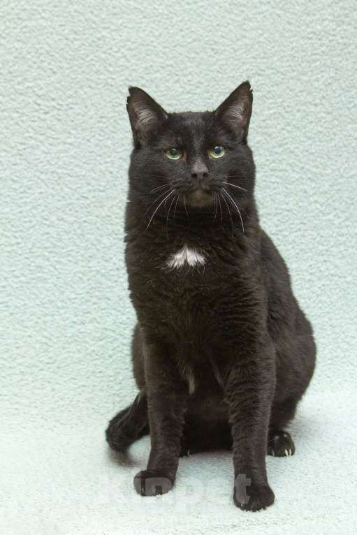 Кошки в Москве: Благородный рыцарь Рамзес — черный кот в дар Мальчик, 10 руб. - фото 10