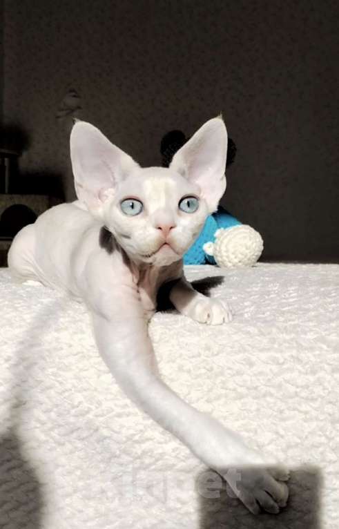 Кошки в Москве: Котенок Девон рекс Мальчик, 60 000 руб. - фото 1