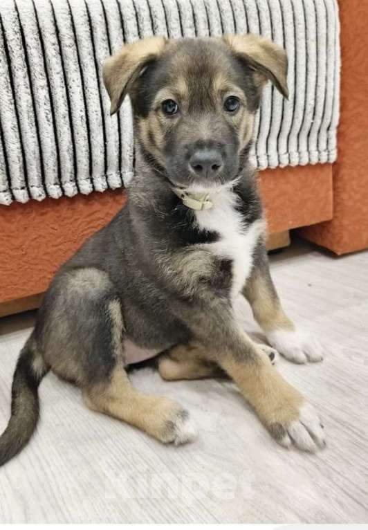 Собаки в Новосибирске: Щенок в добрые руки  Девочка, 1 руб. - фото 2
