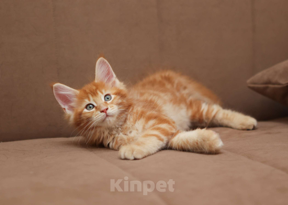 Кошки в Москве: Котенок мейн-кун Мальчик, 70 000 руб. - фото 6