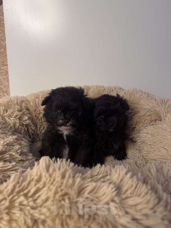 Собаки в Воронеже: Девочки мальтипу Девочка, 90 000 руб. - фото 7