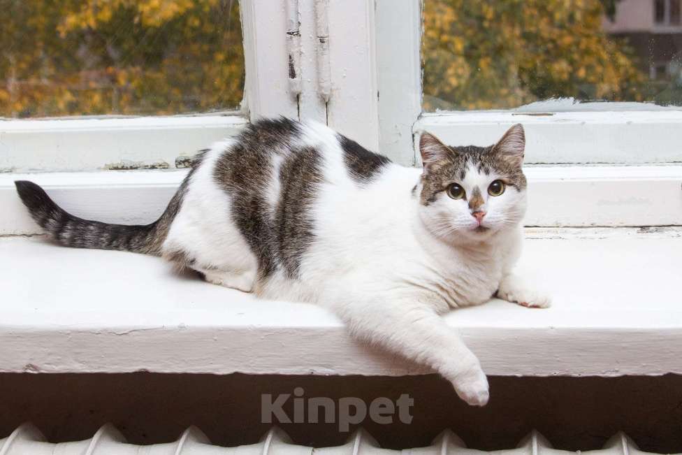 Кошки в Москве: Ищет свою семью плюшевая толстушка Веснушка!  Девочка, Бесплатно - фото 1