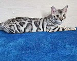 Кошки в Москве: Бенгальский серебряный мальчик Мальчик, 35 000 руб. - фото 7