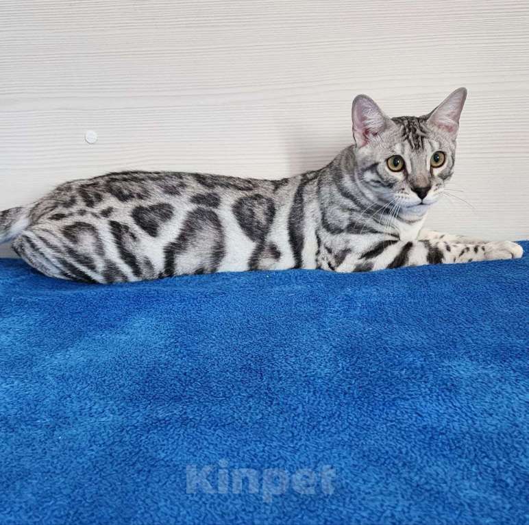 Кошки в Москве: Бенгальский серебряный мальчик Мальчик, 35 000 руб. - фото 7