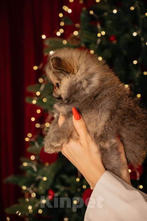 Собаки в Челябинске: Померанский шпиц  Девочка, Бесплатно - фото 3