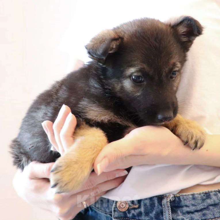 Собаки в Москве: Маленькую Виту выкинули в СНТ Девочка, Бесплатно - фото 2