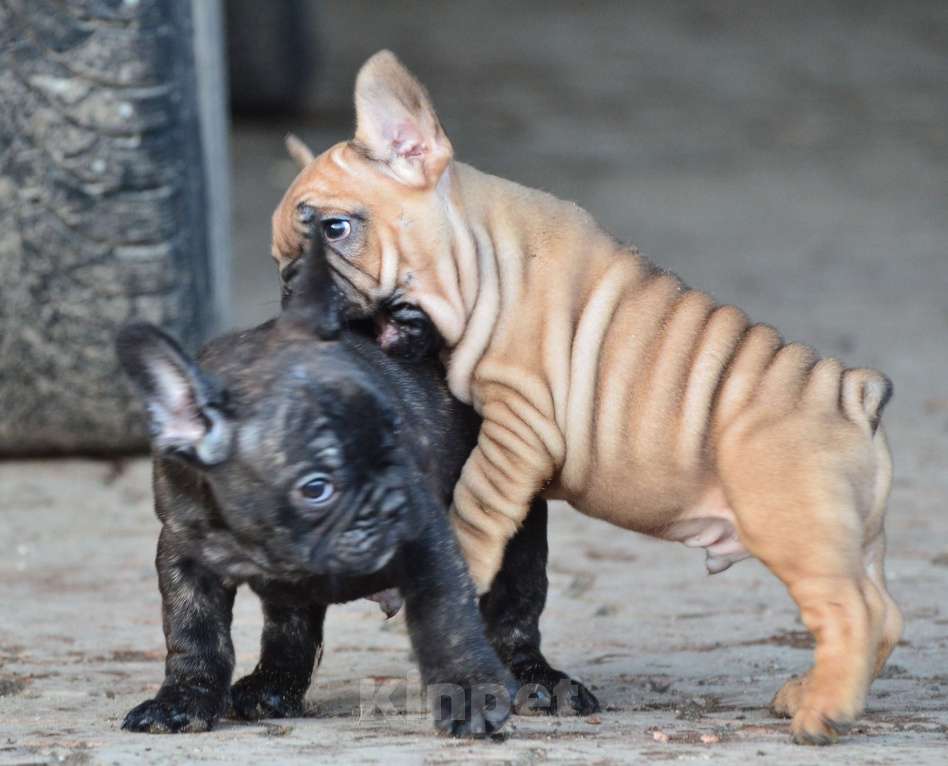 Собаки в Старом Купавне: Очаровательный Пуф Мальчик, 70 000 руб. - фото 6