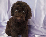Собаки в Москве: Пудель- шоколадный мальчик Мальчик, 50 000 руб. - фото 4