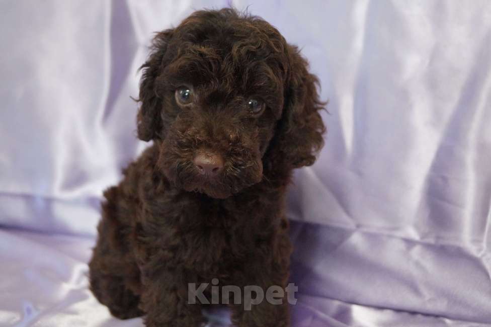 Собаки в Москве: Пудель- шоколадный мальчик Мальчик, 50 000 руб. - фото 4