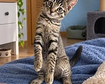 Кошки в Красногорске: Котенок девочка 4 месяца, метис бенгала, ищет дом Девочка, Бесплатно - фото 3