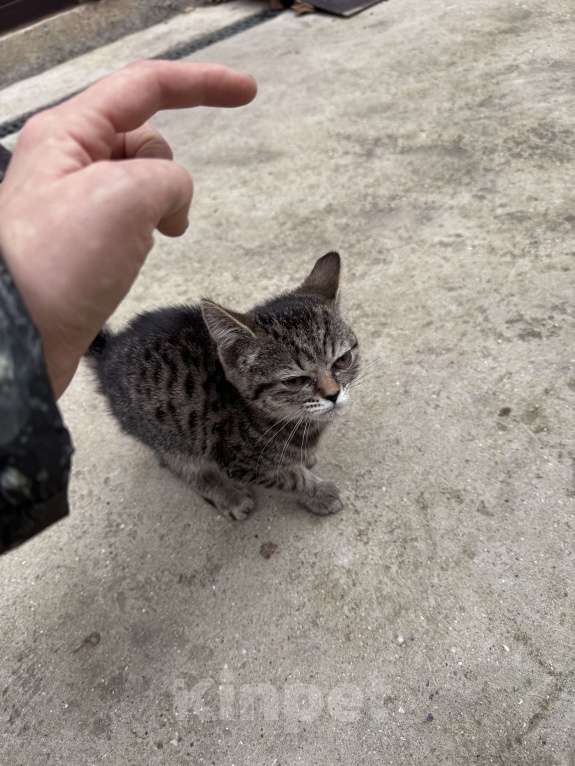 Кошки в Симферополе: Котенок в добрые руки Девочка, Бесплатно - фото 7