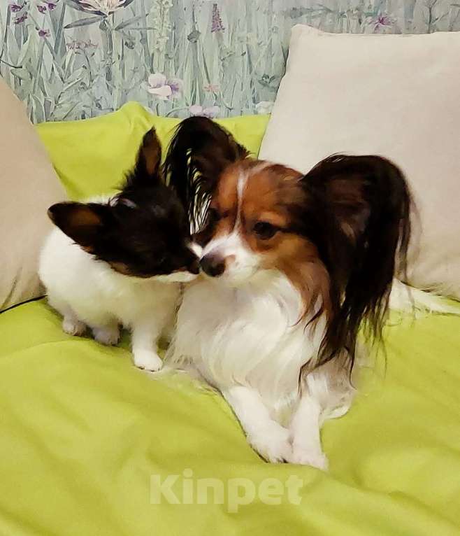 Собаки в Калининграде: Продажа  Мальчик, 45 000 руб. - фото 2