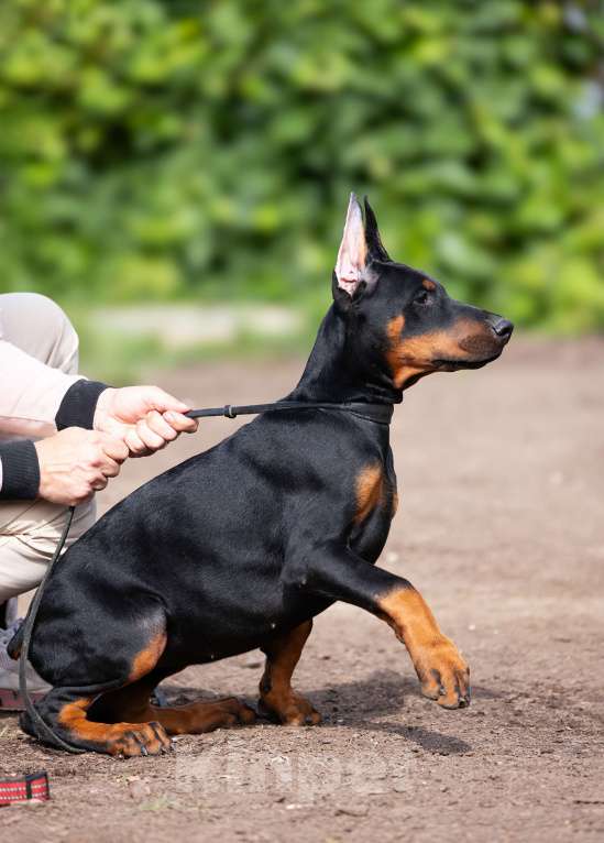 Собаки в Клине: Сука, вишневая лента  Девочка, 150 000 руб. - фото 3