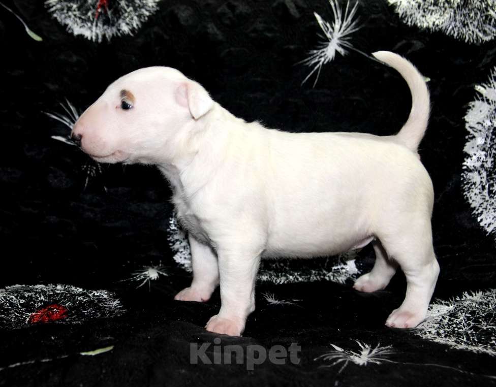 Собаки в Череповце: Предлагаем щенков стандартного бультерьера. Мальчик, Бесплатно - фото 1