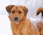 Собаки в Балашихе: Солнечный рыжий пёс Патат 3,5 года из приюта Мальчик, Бесплатно - фото 2