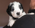 Собаки в Краснодаре: Испанская водяная собака щенки Мальчик, 150 000 руб. - фото 1