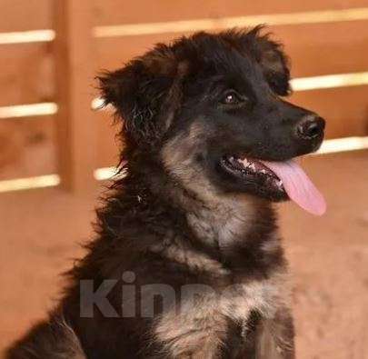 Собаки в Москве: Чак Мальчик, Бесплатно - фото 2