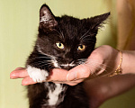 Кошки в Москве: Котёнок в добрые руки! Девочка, Бесплатно - фото 6