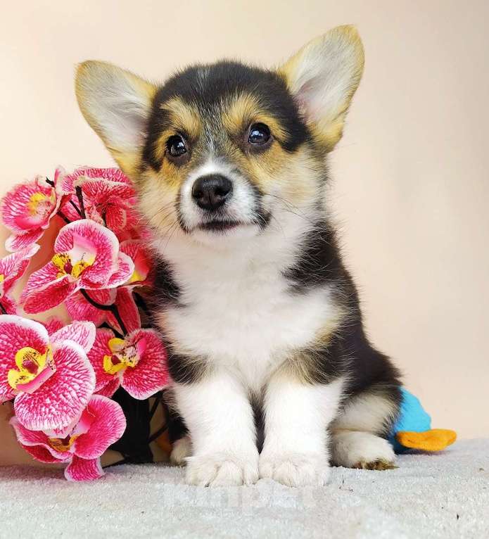 Собаки в Москве: Щенки Вельш Корги Пемброк РКФ Девочка, 50 000 руб. - фото 1