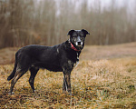 Собаки в Москве: Добрая собака в добрые руки Девочка, Бесплатно - фото 2