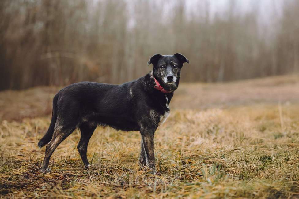 Собаки в Москве: Добрая собака в добрые руки Девочка, Бесплатно - фото 2